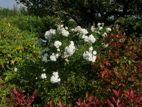 Alba Rose #kwiaty #ogródek