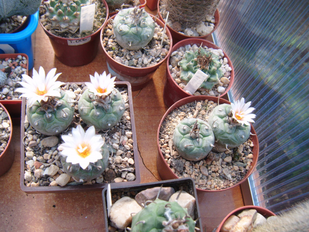 Turbinicarpus