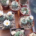 Turbinicarpus