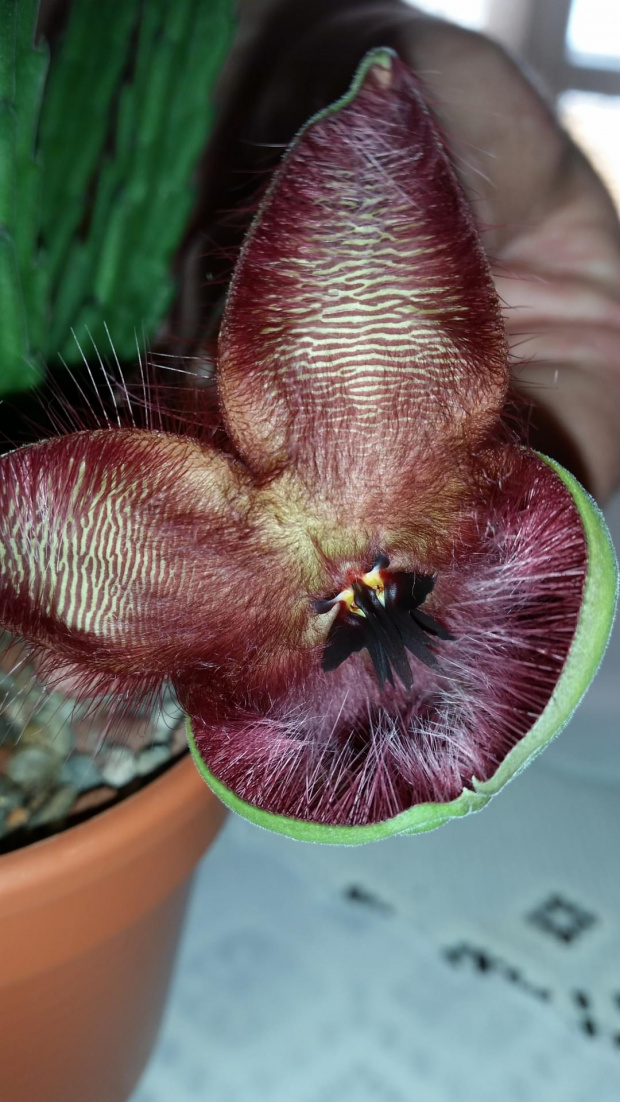 stapelia hirsuta