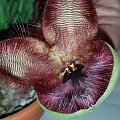 stapelia hirsuta