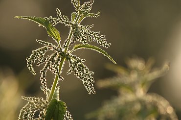 Pokrzywa #pokrzywa #lato #łąka