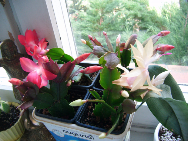 Schlumbergera