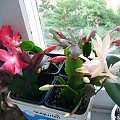 Schlumbergera