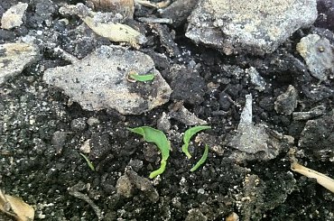 cytryna #choroba #cytryna #pomocy