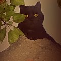 zakochaj się w moich bursztynowych oczach.. #CzarnyKot #koty #noc #ogród #wiosna