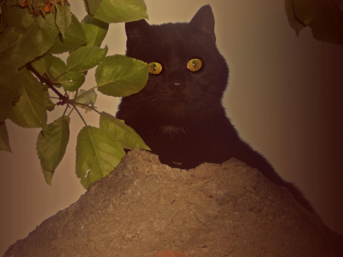 zakochaj się w moich bursztynowych oczach.. #CzarnyKot #koty #noc #ogród #wiosna