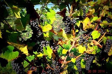 #winnica #WinnicaDolinaSanu #wino #winogrono #ZbiórWinogron