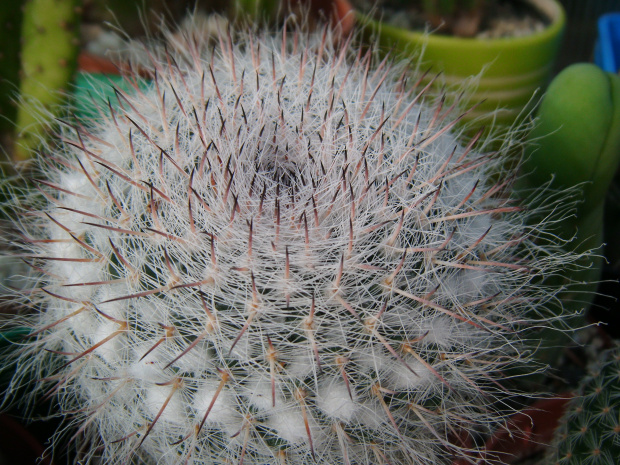 Mammillaria