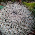 Mammillaria