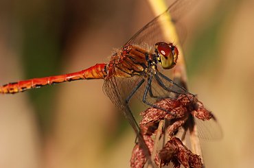 Z profilu #ważka #ważki