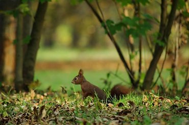 wiewiórka #park #wiewiórka #jesień