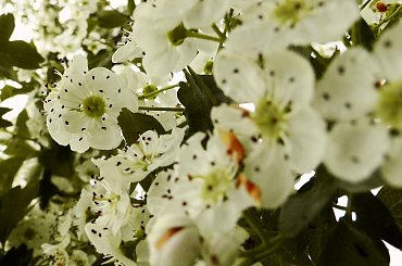 Maj #drzewa #natura #przyroda #wiosna