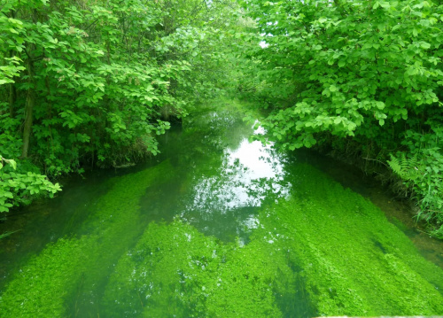 Majowa zielona rzeczka. #Przyroda #woda #rzeki