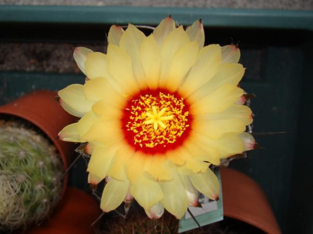 Astrophytum capricorne v. major