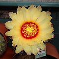 Astrophytum capricorne v. major