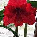 Hippeastrum Palermo