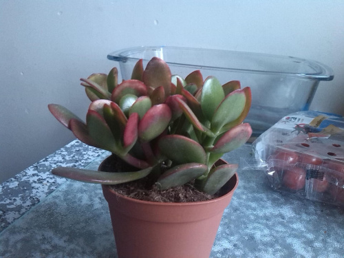 crassula sunset 3