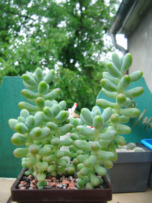 Sedum