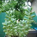 Sedum