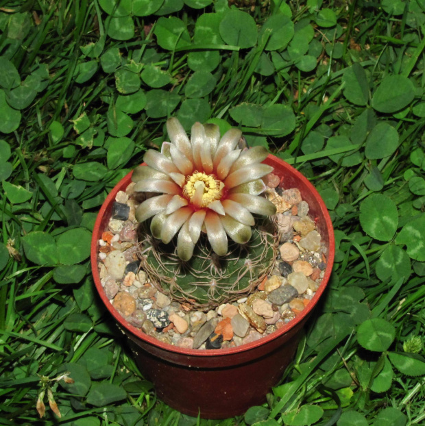 Gymnocalycium parvulum v. amoenum GN 91-381/1273