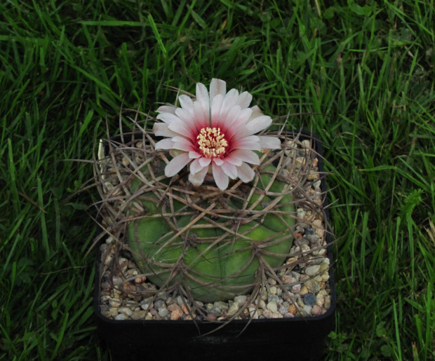 Gymnocalycium cardenasianum