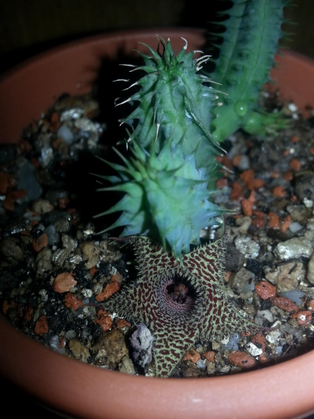 h. stapelioides