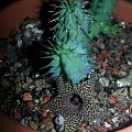 h. stapelioides