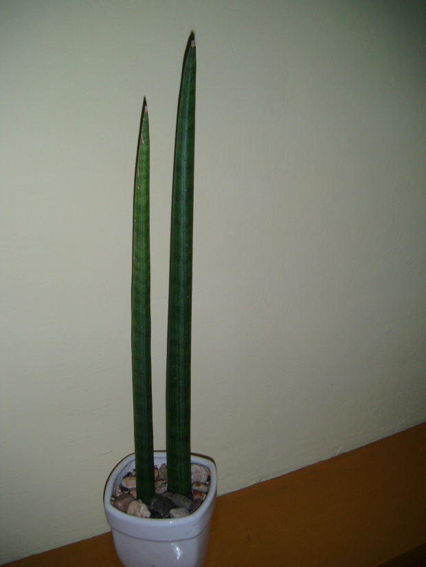 sansevieria