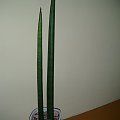 sansevieria