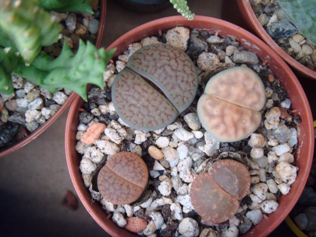 lithops