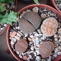 lithops