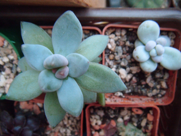 Pachyphytum