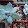 Pachyphytum