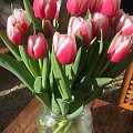 #surfinia #tulipany