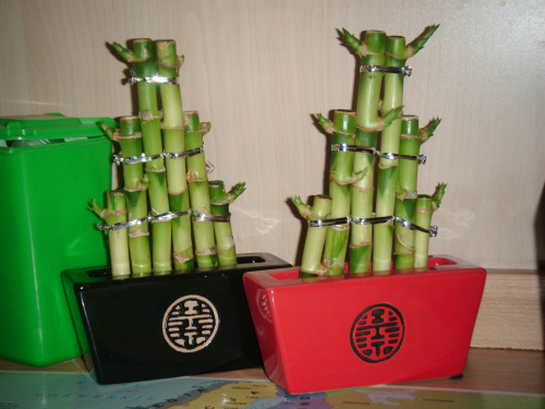 lucky bamboo