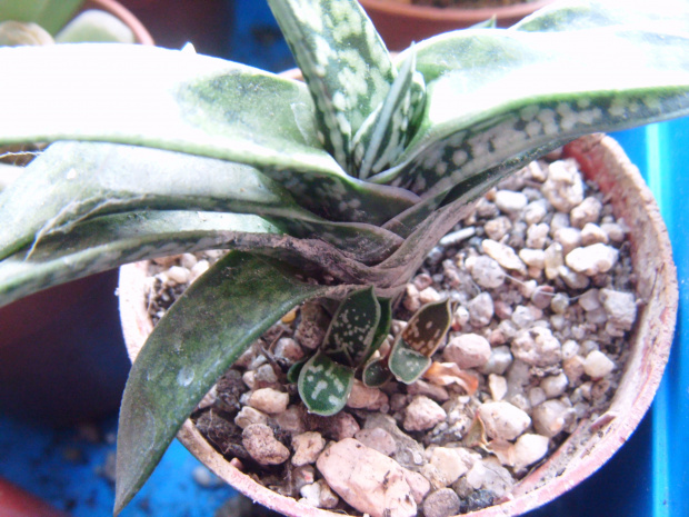 Gasteria