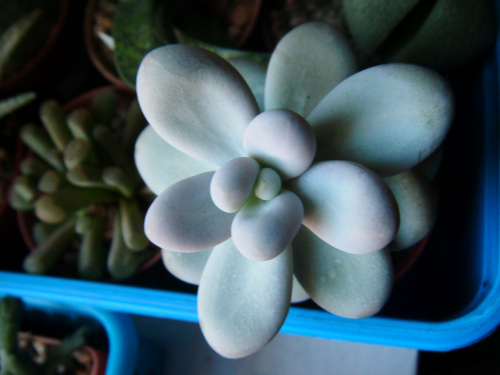 Pachyphytum oviferum