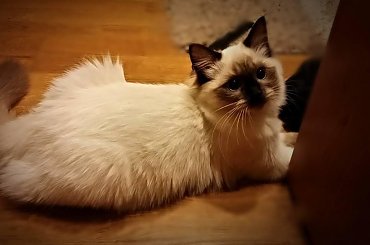 #kot #ragdoll #SłodkieZwierzęta