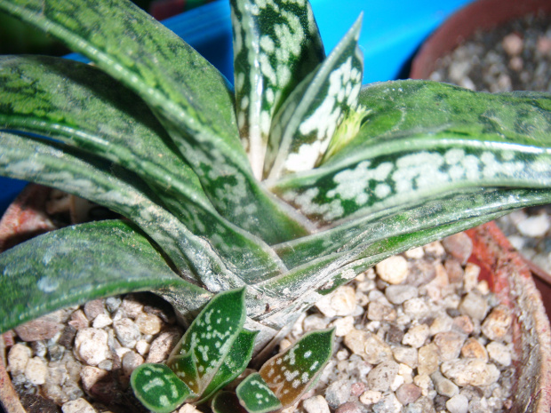 gasteria