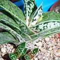 gasteria