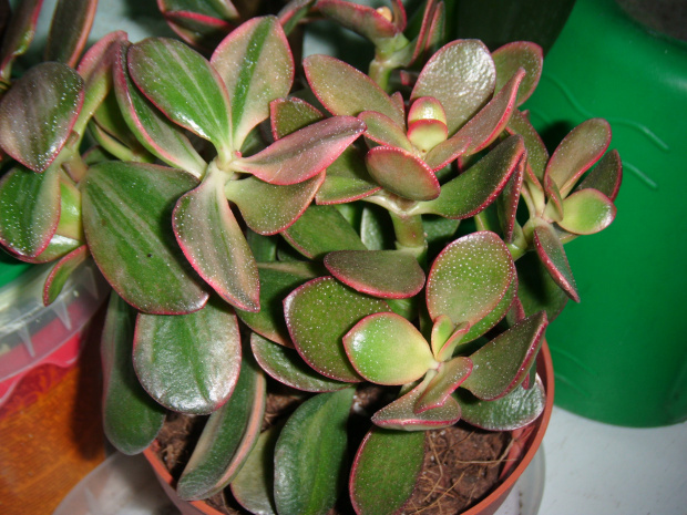 crassula