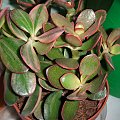 crassula