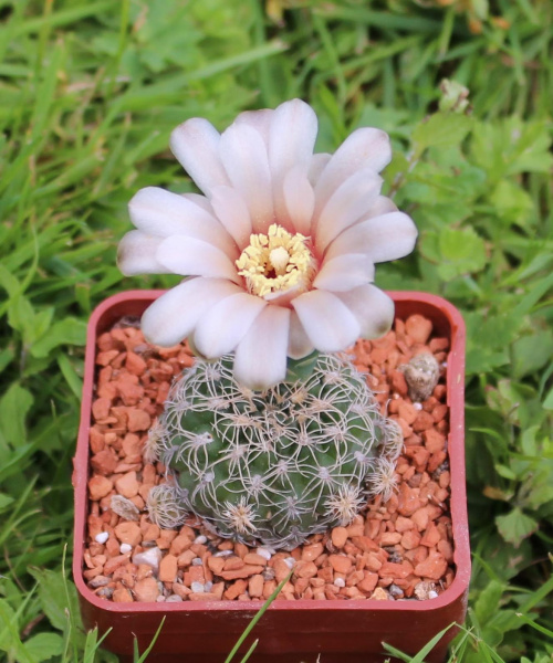 Gymnocalycium calochlorum