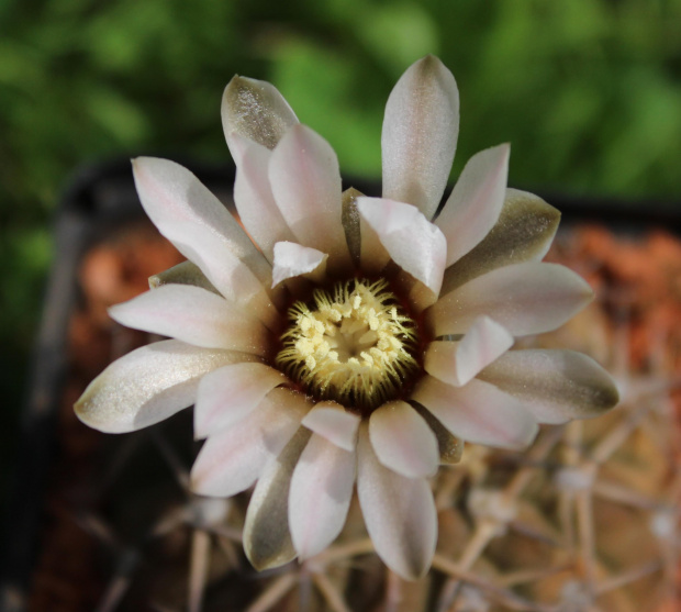 Gymnocalycium sanjuanense
