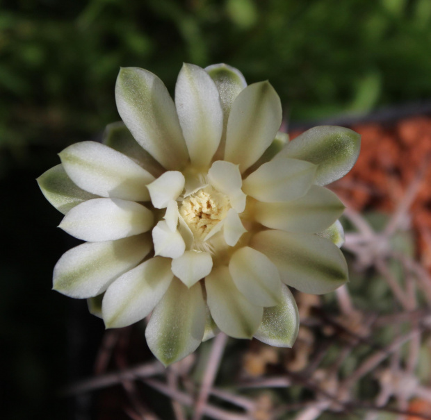 Gymnocalycium schickendantzii