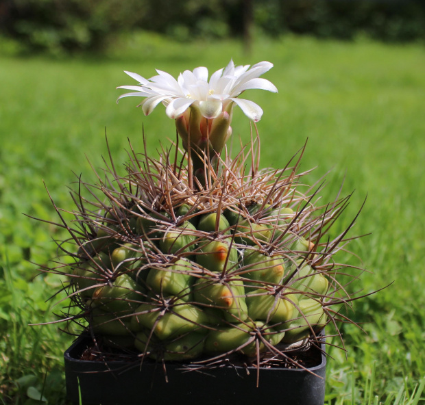 Gymnocalycium weissianum v. ferox