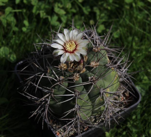 Gymnocalycium sp.