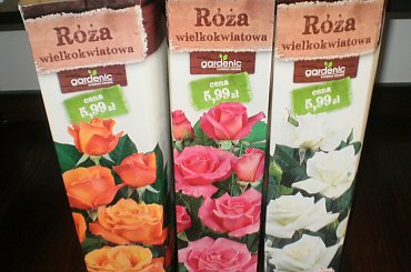 róża z biiedronki #róże