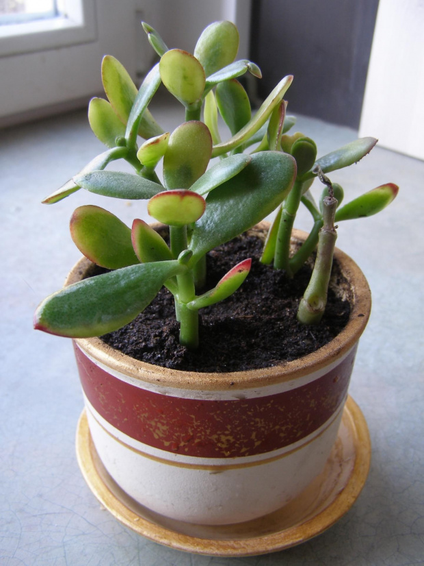 Crassula ovata